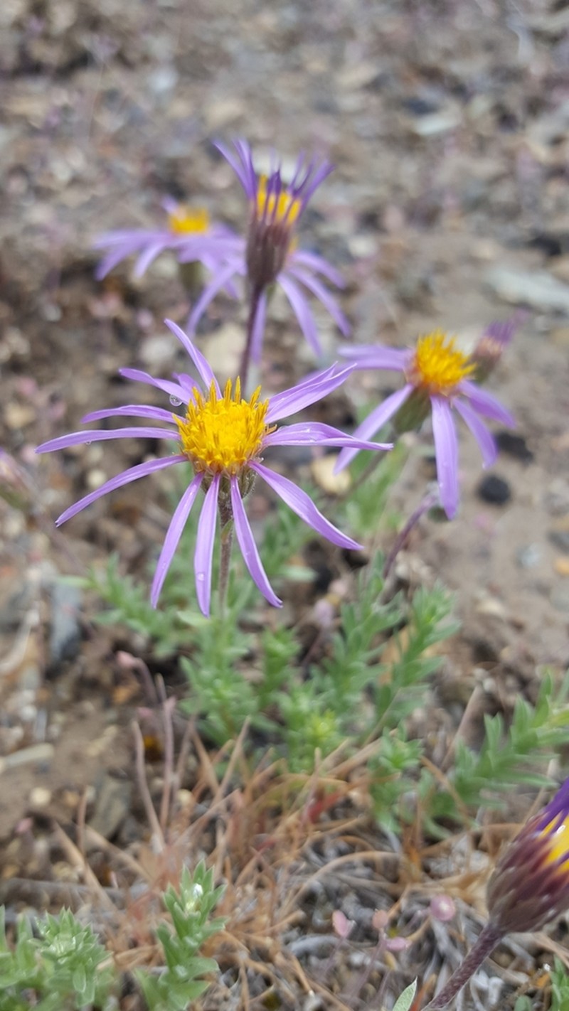 Lava Aster