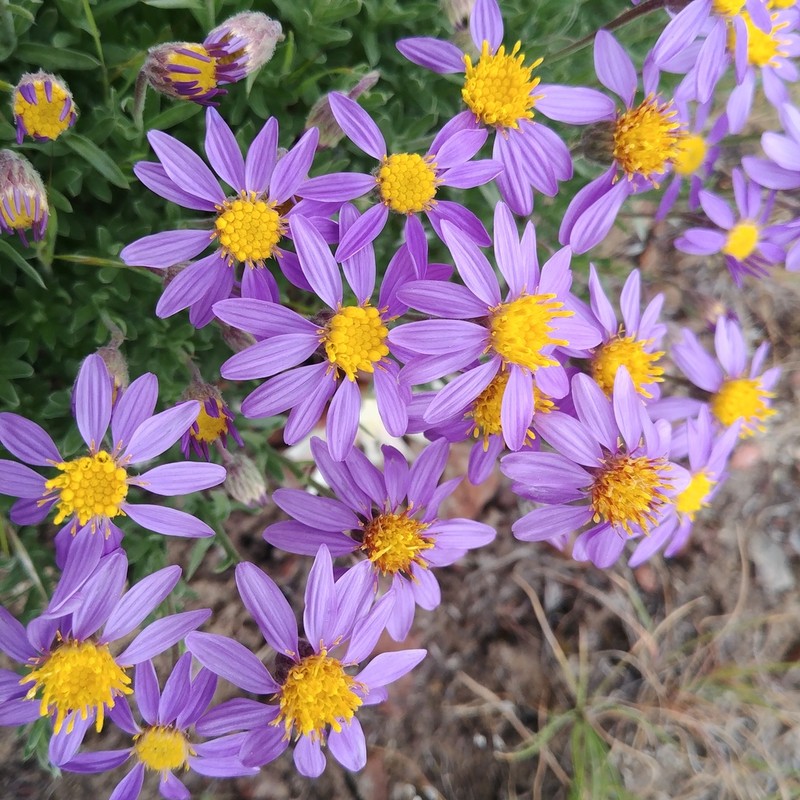 Lava Aster photo 2