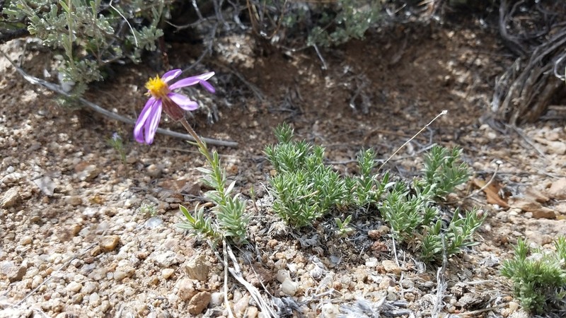 Lava Aster photo 3