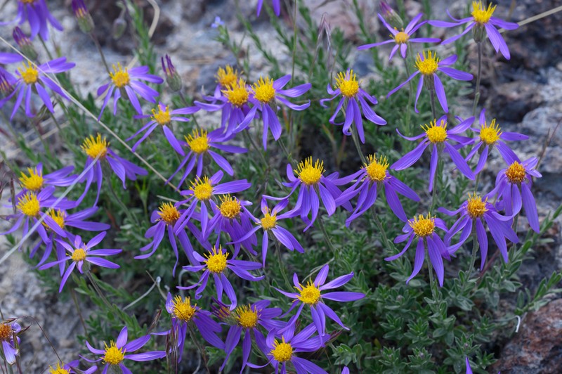 Lava Aster photo 4