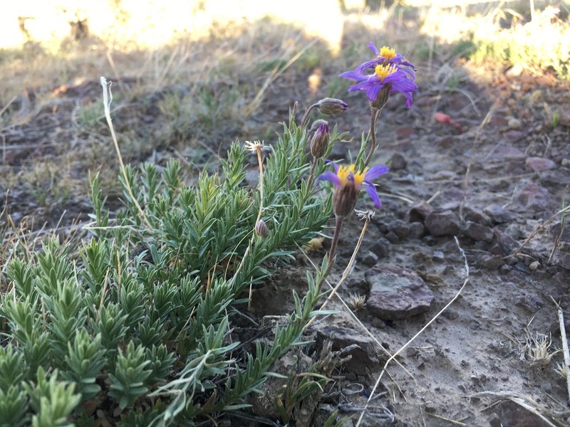 Lava Aster photo 5