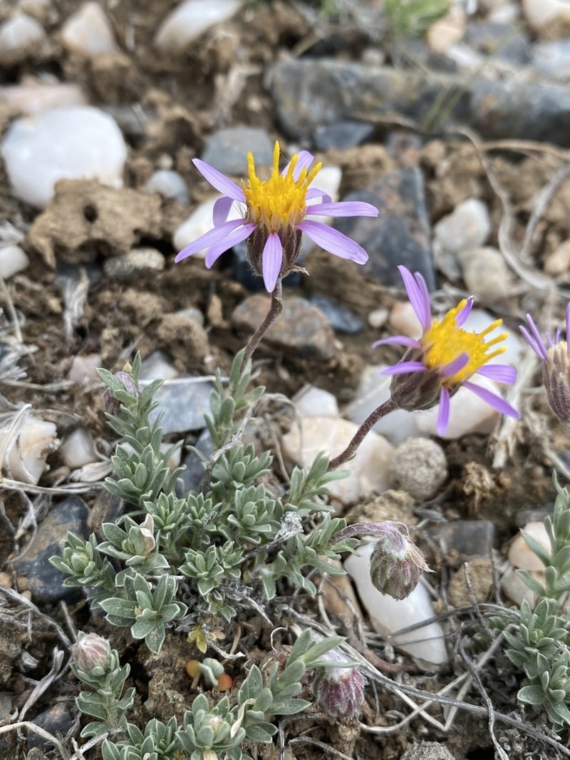 Lava Aster photo 6