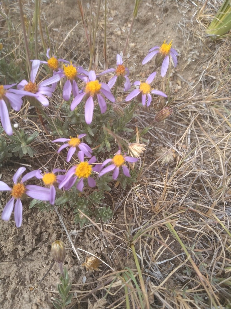 Lava Aster photo 7