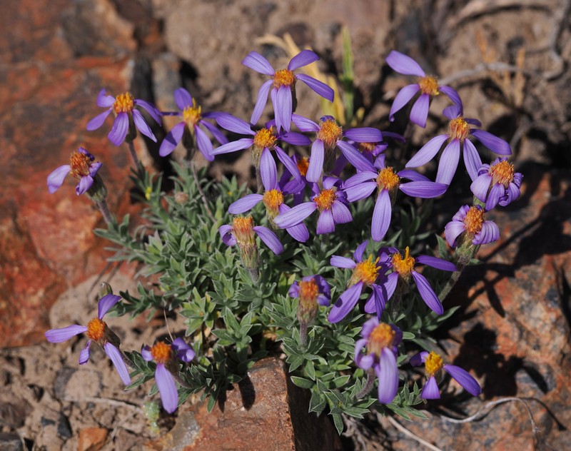 Lava Aster photo 8