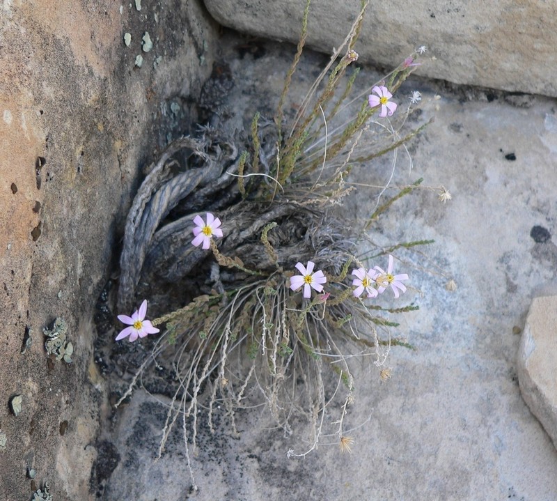 Spring Mountain Aster