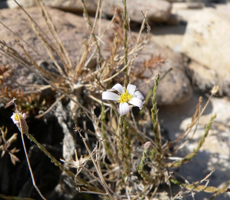 Spring Mountain Aster photo 2