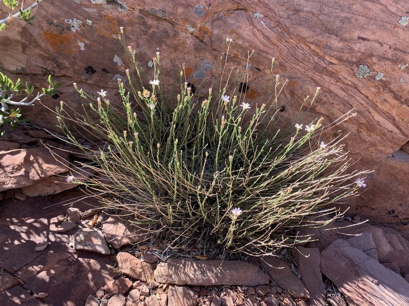 Spring Mountain Aster photo 3