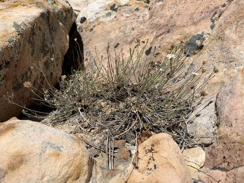 Spring Mountain Aster photo 4