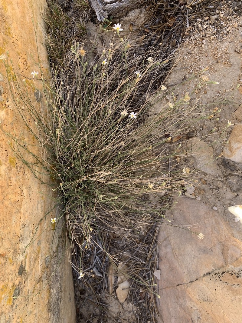 Spring Mountain Aster photo 5