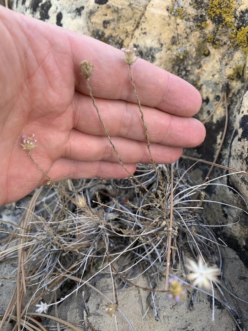 Spring Mountain Aster photo 6
