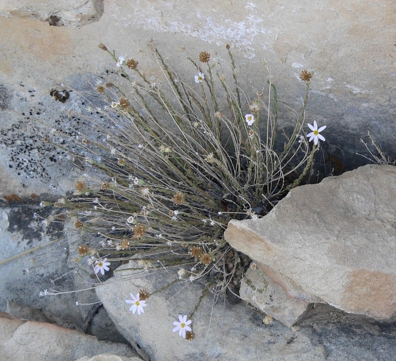 Spring Mountain Aster photo 8