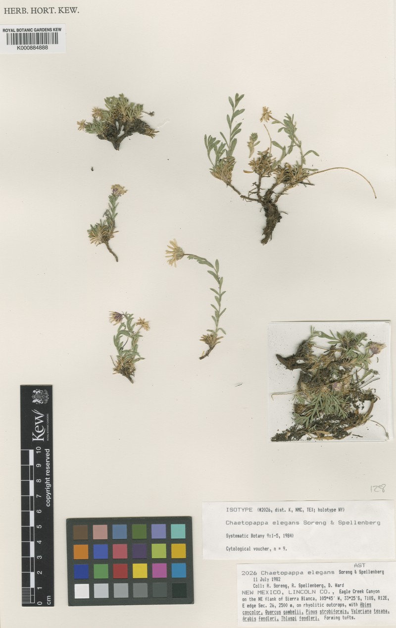 Sierra Blanca Least-Daisy