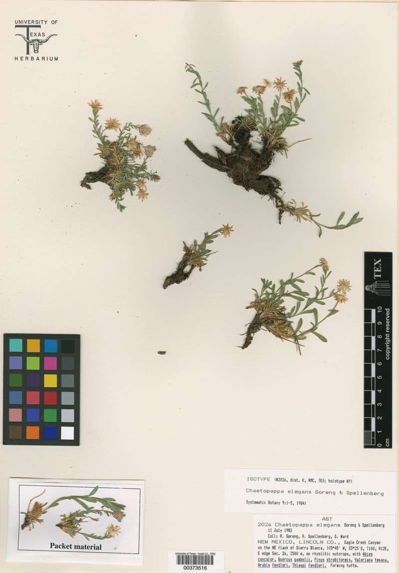 Sierra Blanca Least-Daisy photo 2