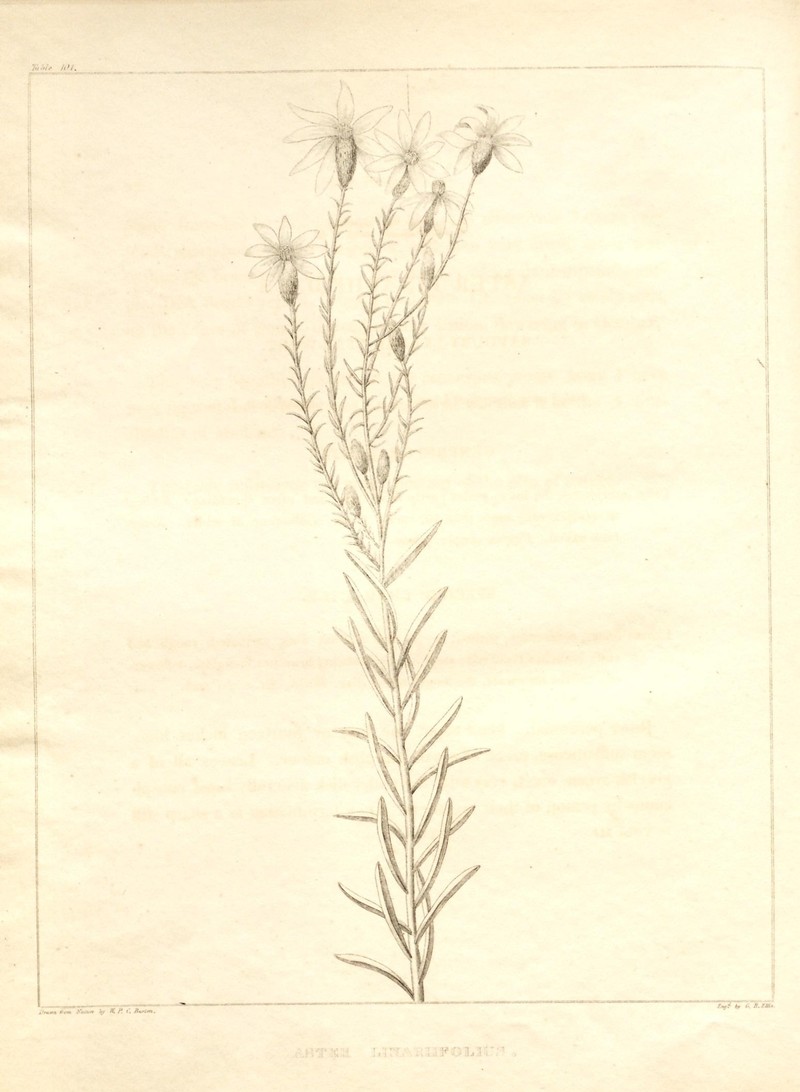 Flaxleaf Whitetop Aster photo 2