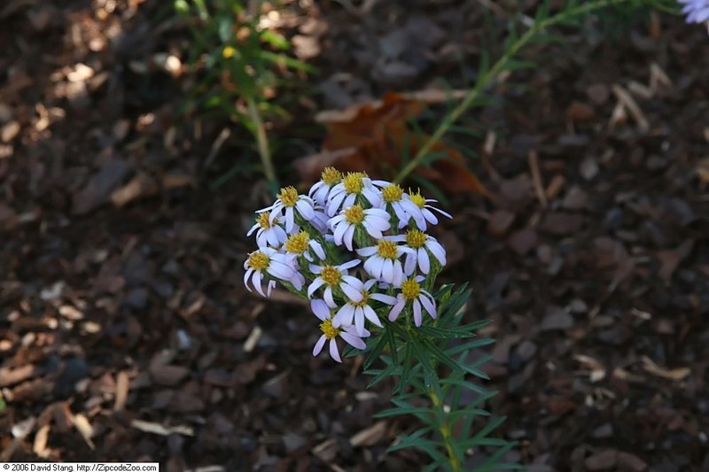 Flaxleaf Whitetop Aster photo 6