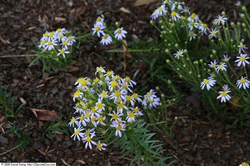 Flaxleaf Whitetop Aster photo 2