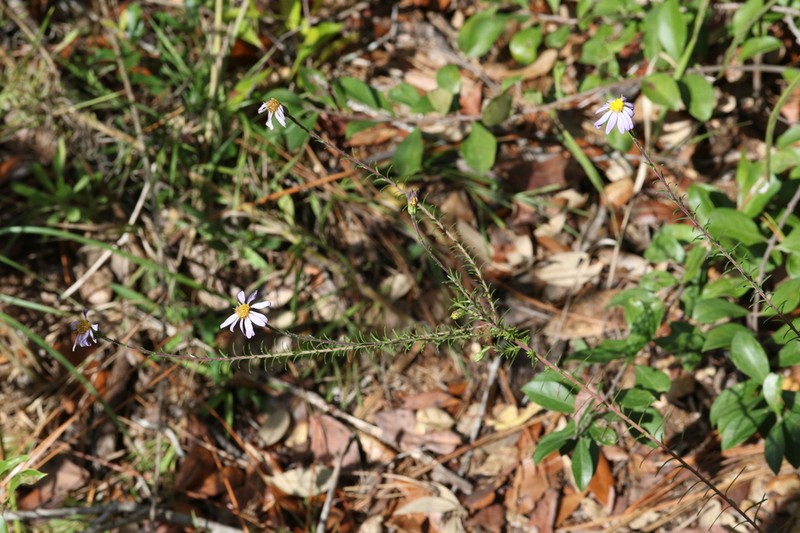Ionactis repens