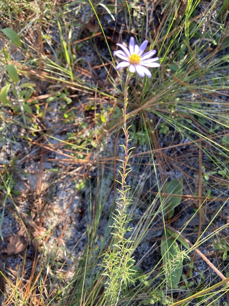 Ionactis repens photo 2