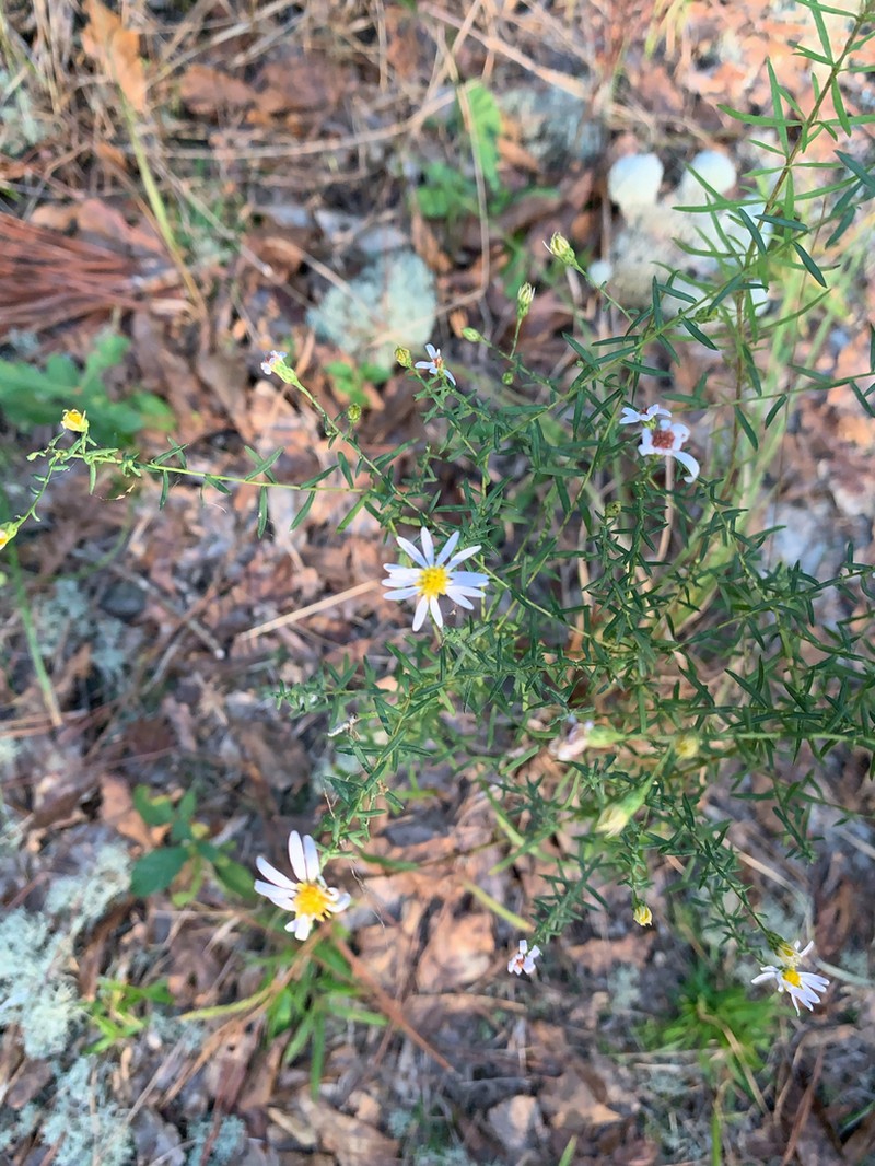 Ionactis repens photo 3