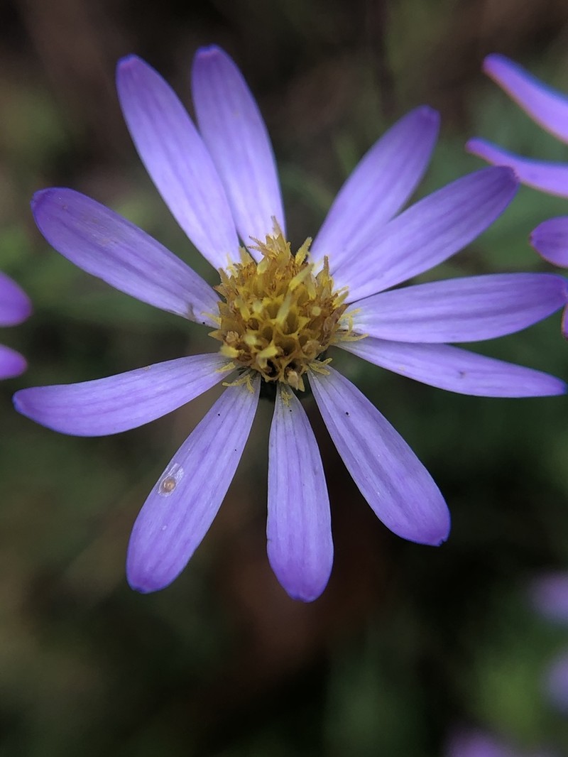 Ionactis repens photo 4