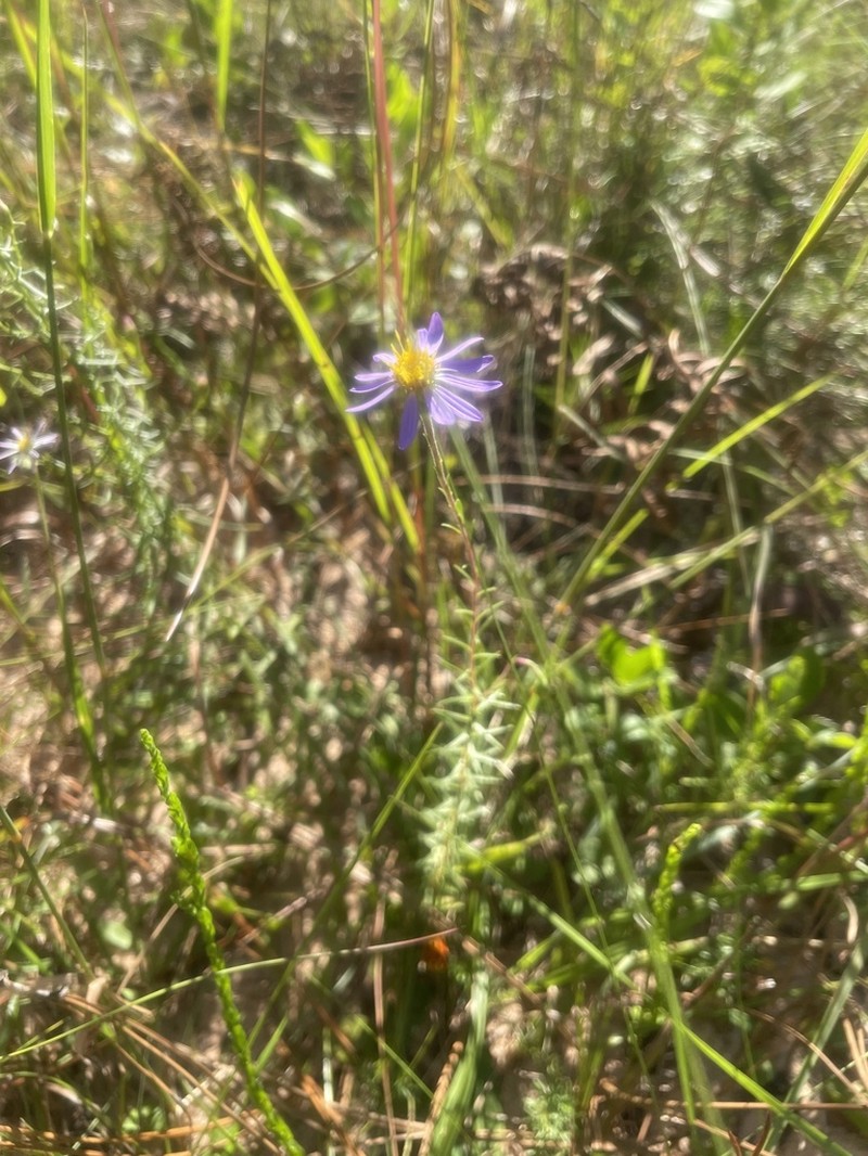 Ionactis repens photo 5