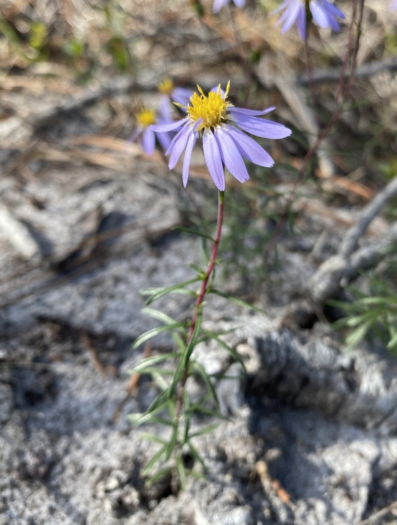 Ionactis repens photo 6