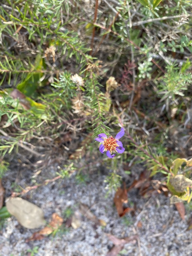 Ionactis repens photo 7