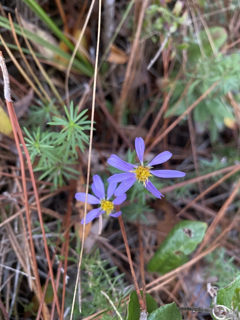 Ionactis repens photo 8