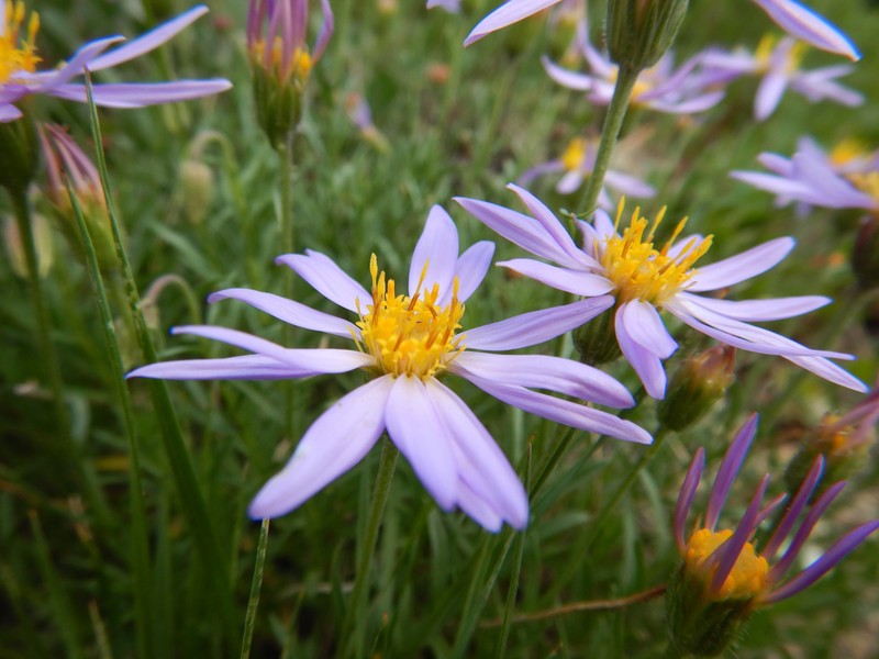 Rocky Mountain Aster