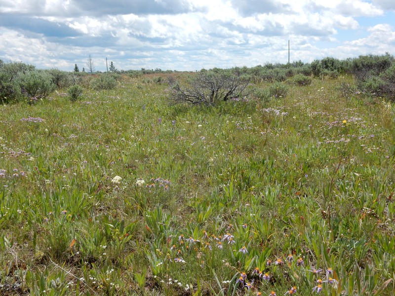 Rocky Mountain Aster photo 2