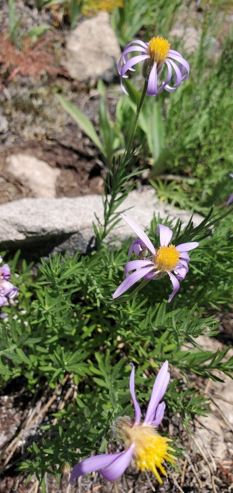 Rocky Mountain Aster