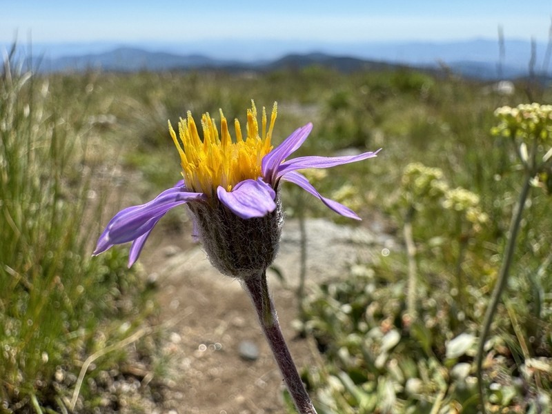 Rocky Mountain Aster photo 2
