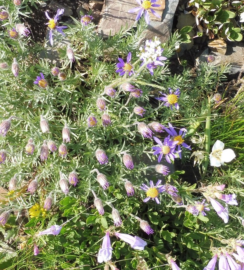 Rocky Mountain Aster photo 3
