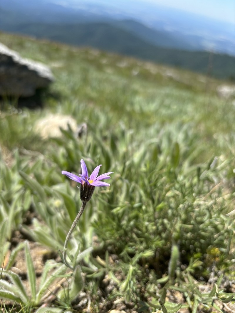 Rocky Mountain Aster photo 4