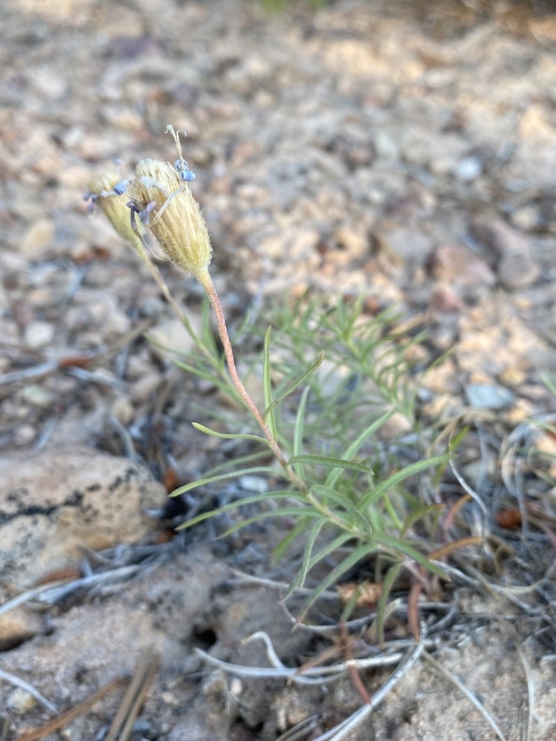 Rocky Mountain Aster photo 5