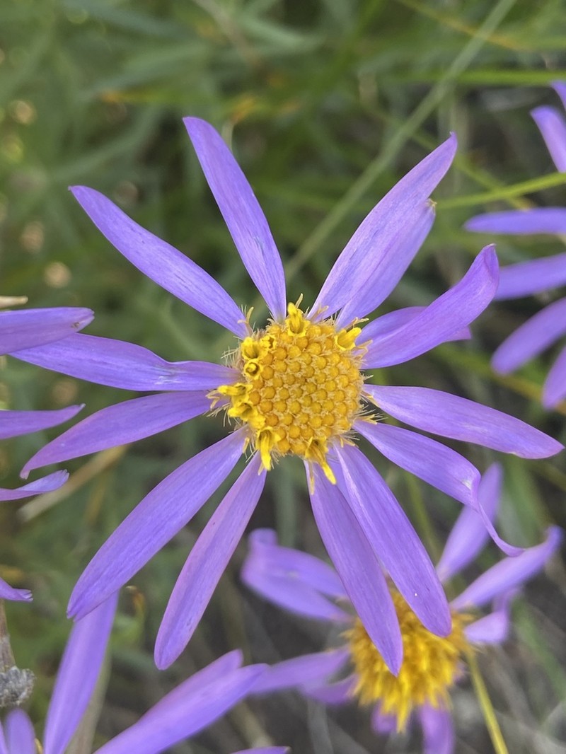 Rocky Mountain Aster photo 6
