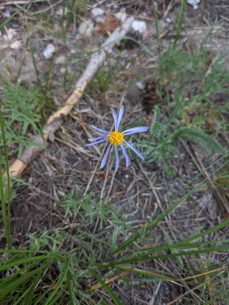 Rocky Mountain Aster photo 7