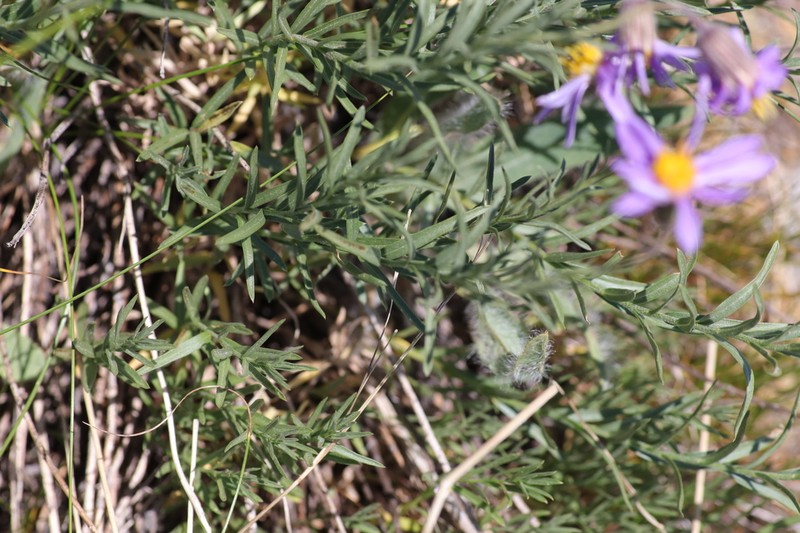Rocky Mountain Aster photo 8