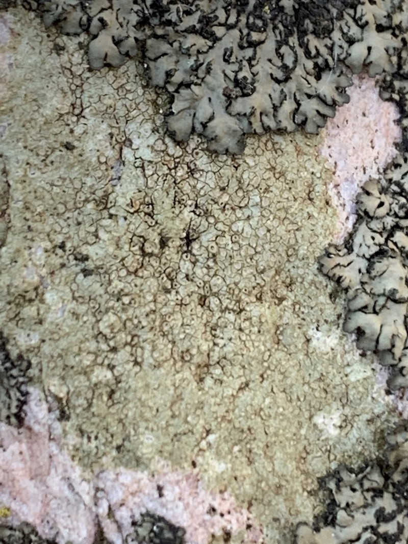 Ionaspis alba