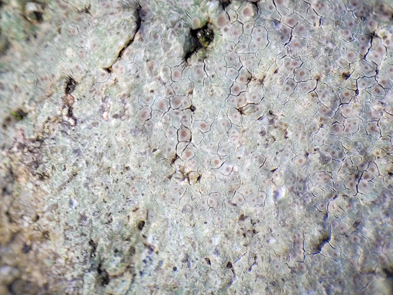 Ionaspis alba photo 2