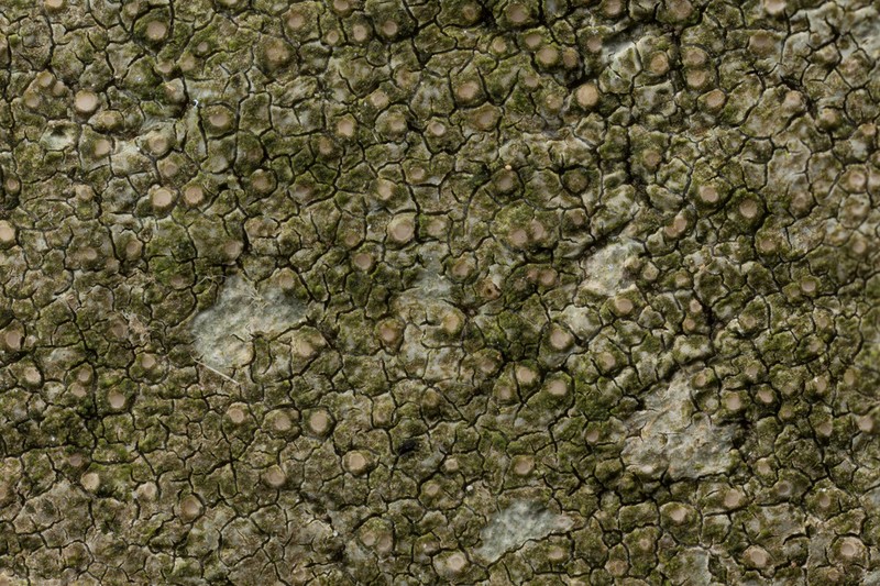 Ionaspis alba photo 3