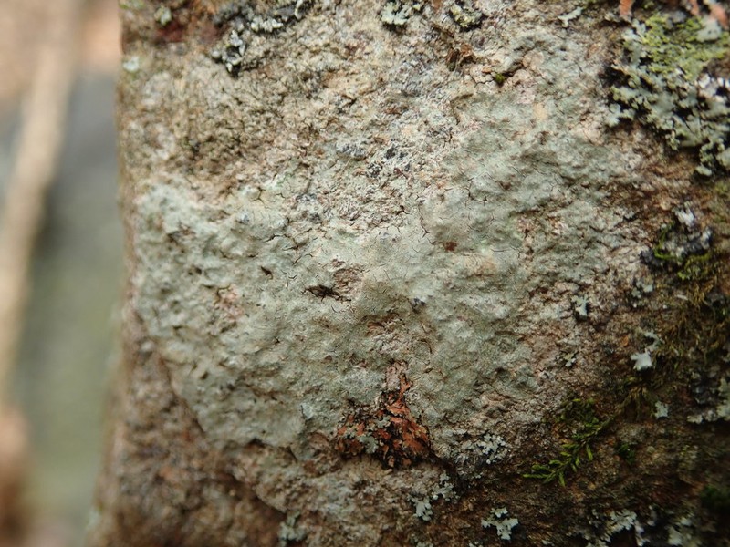 Ionaspis alba photo 4