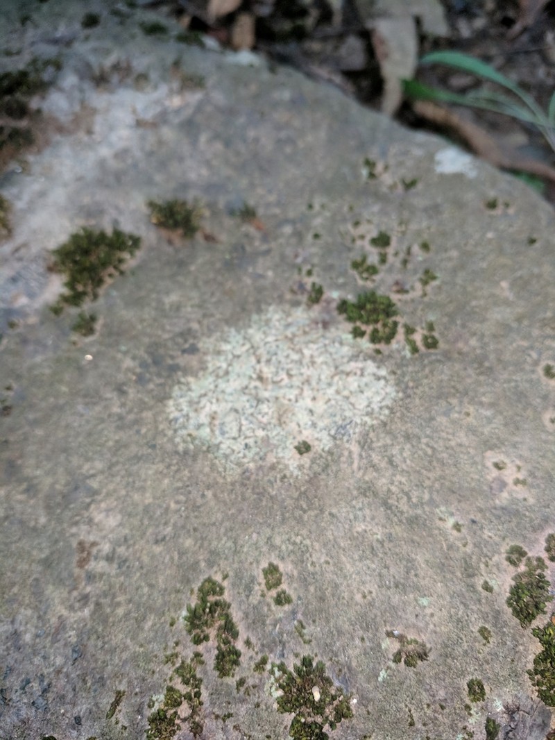 Ionaspis alba photo 5