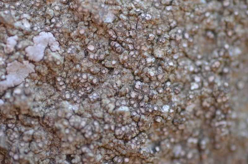Ionaspis alba photo 7