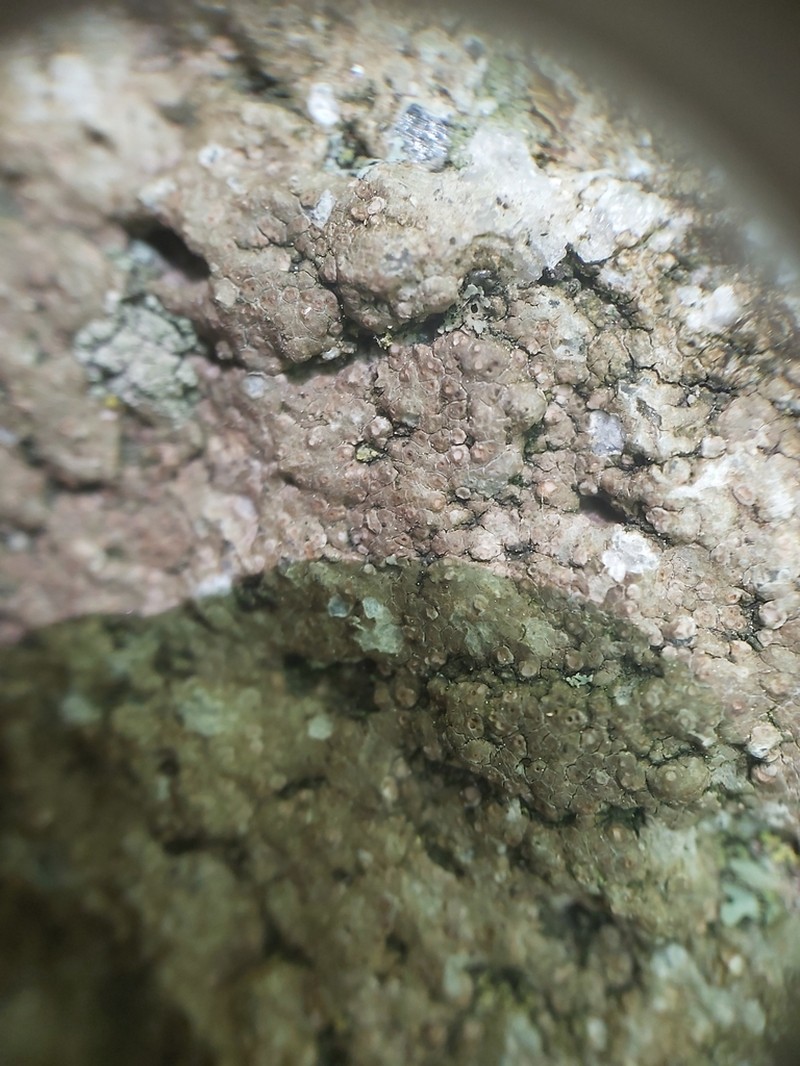 Ionaspis alba photo 8