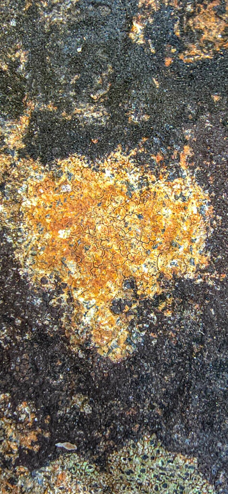 Ionaspis lacustris