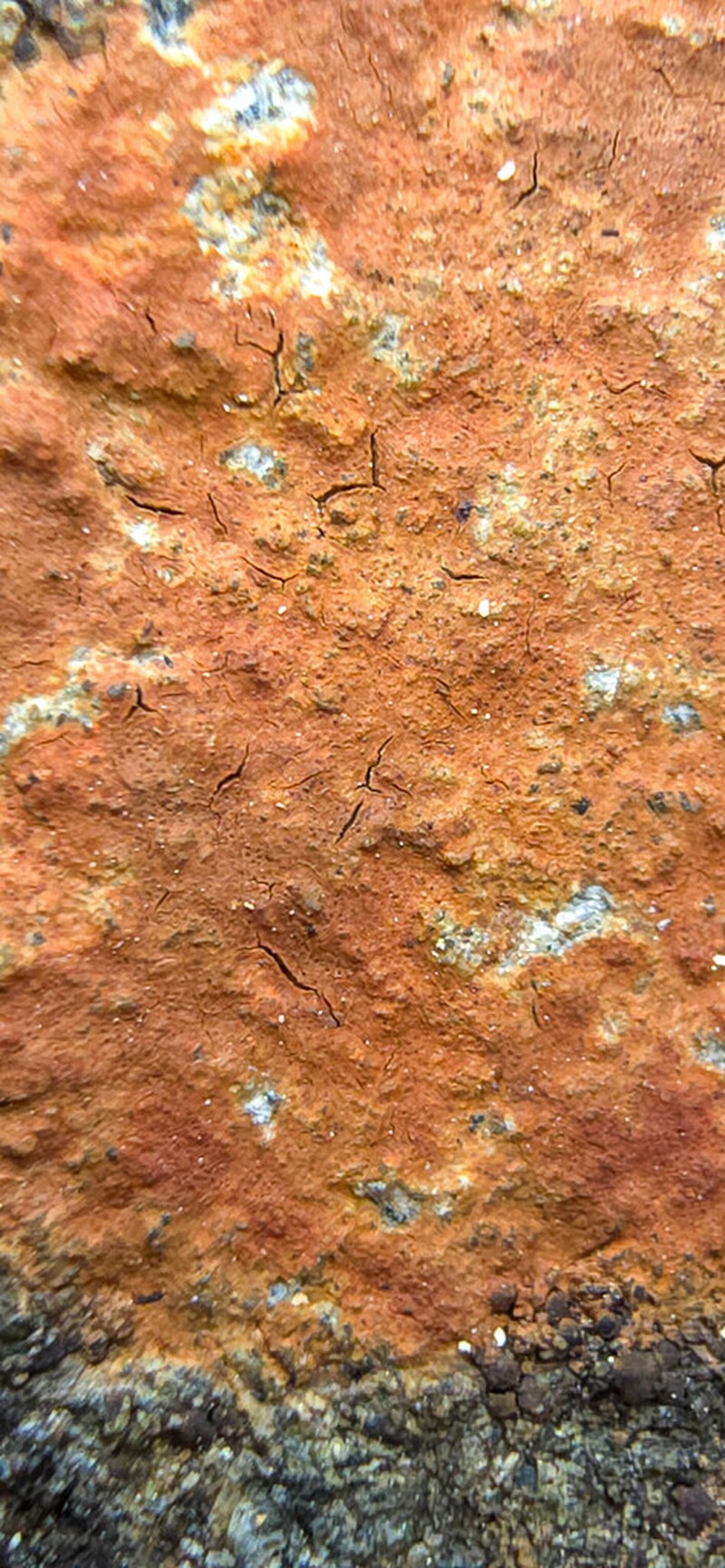 Ionaspis lacustris photo 2