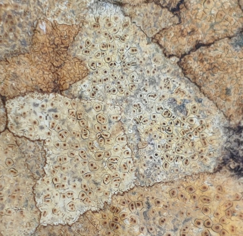 Ionaspis lacustris photo 3