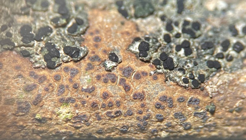 Ionaspis lacustris photo 4