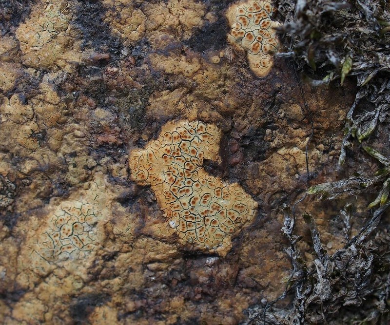Ionaspis lacustris photo 5